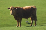 agricultural;agriculture;cattle;country;countryside;cow;cows;Dunedin;farm;farming;farmland;farms;field;fields;Herbivore;Herbivores;Herbivorous;Livestock;mammal;mammals;meadow;meadows;N.Z.;New-Zealand;NZ;Otago;paddock;paddocks;pasture;pastures;rural;S.I.;sheep;SI;South-Is.;South-Island;stock