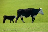 agricultural;agriculture;baby-cow;calf;calfs;calves;cattle;country;countryside;cow;cows;Dunedin;farm;farming;farmland;farms;field;fields;fresh;grow;growth;Herbivore;Herbivores;Herbivorous;Livestock;mammal;mammals;meadow;meadows;N.Z.;New-Zealand;NZ;Otago;paddock;paddocks;pasture;pastures;renew;rural;S.I.;season;seasonal;seasons;SI;South-Is.;South-Island;spring;springtime;stock