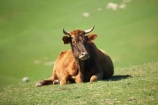 agricultural;agriculture;cattle;country;countryside;cow;cows;Dunedin;farm;farming;farmland;farms;field;fields;Herbivore;Herbivores;Herbivorous;Livestock;mammal;mammals;meadow;meadows;N.Z.;New-Zealand;NZ;Otago;paddock;paddocks;pasture;pastures;rural;S.I.;SI;South-Is.;South-Island;stock