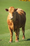 agricultural;agriculture;cattle;country;countryside;cow;cows;Dunedin;farm;farming;farmland;farms;field;fields;Herbivore;Herbivores;Herbivorous;Livestock;mammal;mammals;meadow;meadows;N.Z.;New-Zealand;NZ;Otago;paddock;paddocks;pasture;pastures;rural;S.I.;SI;South-Is.;South-Island;stock
