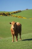 agricultural;agriculture;cattle;country;countryside;cow;cows;Dunedin;farm;farming;farmland;farms;field;fields;Herbivore;Herbivores;Herbivorous;Livestock;mammal;mammals;meadow;meadows;N.Z.;New-Zealand;NZ;Otago;paddock;paddocks;pasture;pastures;rural;S.I.;SI;South-Is.;South-Island;stock