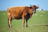 agricultural;agriculture;cattle;country;countryside;cow;cows;Dunedin;farm;farming;farmland;farms;field;fields;Herbivore;Herbivores;Herbivorous;Livestock;mammal;mammals;meadow;meadows;N.Z.;New-Zealand;NZ;Otago;paddock;paddocks;pasture;pastures;rural;S.I.;SI;South-Is.;South-Island;stock