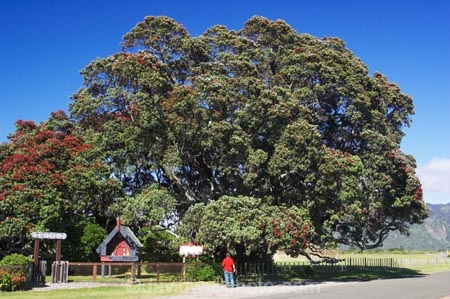 big;east-coast;Eastland;flower;flowers;gianhuge;gigantic;ginormous;metrosideros-excelsa;new-zealand;New-Zealands-largest;north-is.;north-island;pohutakawa;pohutukawa;pohutukawa-flower;pohutukawa-flowers;pohutukawa-tree;pohutukawa-trees;pohutukawas;Te-Araroa;tree;trees