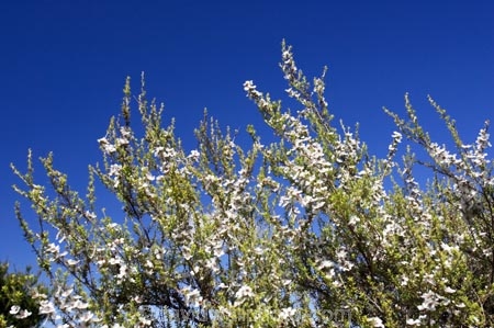 East-Cape;east-coast;Eastland;Flower;flowers;leptospermum-scoparium;Manuka;manukas;new-zealand;north-is.;north-island;tea-tree;tea-trees;tea_tree;tea_trees;teatree;teatrees