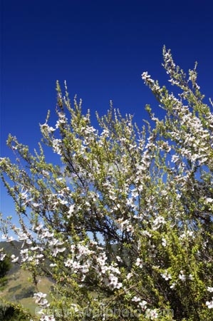East-Cape;east-coast;Eastland;Flower;flowers;leptospermum-scoparium;Manuka;manukas;new-zealand;north-is.;north-island;tea-tree;tea_tree;teatree