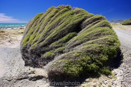 beach;beaches;coast;coastal;coastline;east-coast;Eastland;new-zealand;north-is.;north-island;plant;sand;sandy;Te-Araroa;tree;trees;unusual;weather;wind;wind-blown;wind-sculpted;wind-shaped;wind_blown;windblown;windy
