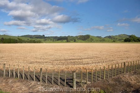 agricultural;agriculture;country;countryside;crop;crops;Eastland;farm;farming;farmland;farms;fence;fence-line;fence-lines;fence_line;fence_lines;fenceline;fencelines;fences;field;fields;Gisborne;horticulture;meadow;meadows;N.I.;N.Z.;New-Zealand;NI;North-Is;North-Is.;North-Island;NZ;paddock;paddocks;pasture;pastures;rural;stubble;Waipaoa