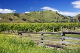 agricultural;agriculture;country;countryside;crop;crops;cultivation;eastland;farm;farming;farmland;farms;fence;fenceline;fences;field;fields;gisborne;grape;grapes;grapevine;horticulture;new-zealand;north-is.;north-island;row;rows;rural;tree;trees;vine;vines;vineyard;vineyards;vintage;wine;wineries;winery;wines