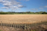 agricultural;agriculture;country;countryside;crop;crops;Eastland;farm;farming;farmland;farms;fence;fence-line;fence-lines;fence_line;fence_lines;fenceline;fencelines;fences;field;fields;Gisborne;horticulture;meadow;meadows;N.I.;N.Z.;New-Zealand;NI;North-Is;North-Is.;North-Island;NZ;paddock;paddocks;pasture;pastures;rural;stubble;Waipaoa