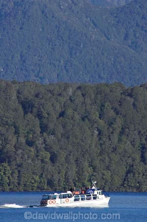 beautiful;beauty;Beech-Forest;boat;boats;bush;cruise;cruises;endemic;fiordland;Fiordland-N.P;fiordland-national-park;Fiordland-NP;forest;forests;green;holiday;holidaying;Holidays;lake;Lake-Te-Anau;lakes;launch;launches;n.z.;national-park;National-parks;native-bush;natural;nature;new-zealand;Nothofagus;nz;rain-forest;rain-forests;rain_forest;rain_forests;rainforest;rainforests;S.I.;scene;scenic;SI;South-Island;South-West-New-Zealand-World-Her;southern-beeches;Southland;te-anau;Te-Anau-Glow-Worm-Caves;te-wahipounamu;te-wahipounamu-south_west-new;tour-boat;tour-boats;tourism;tourist;tourist-boat;tourist-boats;tourists;travel;traveler;traveling;traveller;travelling;trees;Vacation;Vacationers;vacationing;Vacations;water;world-heirtage-site;world-heritage-area