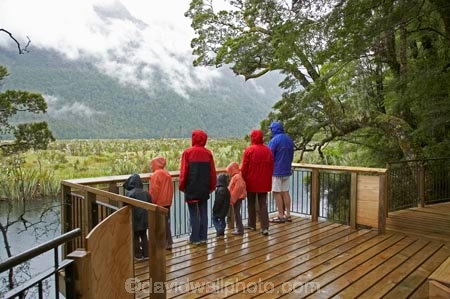bad-weather;beautiful;beauty;Beech-Forest;boardwalks;boradwalk;bush;endemic;fiordland;Fiordland-N.P;fiordland-national-park;Fiordland-NP;footpath;footpaths;forest;forests;green;holiday;holidaying;Holidays;milford-road;Mirror-Lakes;n.z.;national-park;National-parks;native;native-bush;natives;natural;nature;new-zealand;Nothofagus;nz;path;paths;rain;rain-coat;rain-coats;rain-forest;rain-forests;rain_coat;rain_coats;rain_forest;rain_forests;raincoat;raincoats;rainforest;rainforests;raining;rainy;S.I.;scene;scenic;SI;South-Island;South-West-New-Zealand-World-Her;southern-beeches;Southland;te-wahipounamu;te-wahipounamu-south_west-new;tourism;tourist;tourists;travel;traveler;traveling;traveller;travelling;tree;trees;Vacation;Vacationers;vacationing;Vacations;walkway;walkways;wood;woods;world-heirtage-site;world-heritage-area