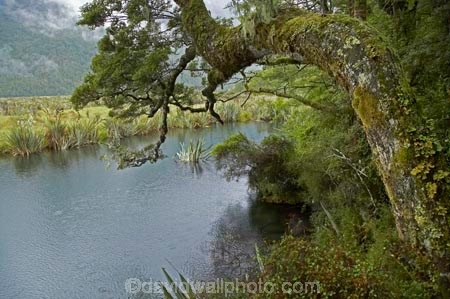 bad-weather;beautiful;beauty;Beech-Forest;bush;endemic;fiordland;Fiordland-N.P;fiordland-national-park;Fiordland-NP;forest;forests;green;milford-road;Mirror-Lakes;n.z.;national-park;National-parks;native;native-bush;natives;natural;nature;new-zealand;Nothofagus;nz;rain;rain-forest;rain-forests;rain_forest;rain_forests;rainforest;rainforests;raining;rainy;S.I.;scene;scenic;SI;South-Island;South-West-New-Zealand-World-Her;southern-beeches;Southland;te-wahipounamu;te-wahipounamu-south_west-new;tree;tree-trunk;tree-trunks;trees;trunk;trunks;wood;woods;world-heirtage-site;world-heritage-area