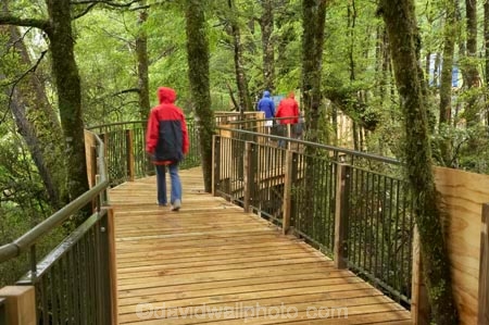bad-weather;beautiful;beauty;Beech-Forest;boardwalks;boradwalk;bush;endemic;fiordland;Fiordland-N.P;fiordland-national-park;Fiordland-NP;footpath;footpaths;forest;forests;green;holiday;holidaying;Holidays;milford-road;Mirror-Lakes;n.z.;national-park;National-parks;native;native-bush;natives;natural;nature;new-zealand;Nothofagus;nz;path;paths;rain;rain-coat;rain-coats;rain-forest;rain-forests;rain_coat;rain_coats;rain_forest;rain_forests;raincoat;raincoats;rainforest;rainforests;raining;rainy;S.I.;scene;scenic;SI;South-Island;South-West-New-Zealand-World-Her;southern-beeches;Southland;te-wahipounamu;te-wahipounamu-south_west-new;tourism;tourist;tourists;travel;traveler;traveling;traveller;travelling;tree;tree-trunk;tree-trunks;trees;trunk;trunks;Vacation;Vacationers;vacationing;Vacations;walkway;walkways;wood;woods;world-heirtage-site;world-heritage-area