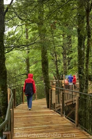 bad-weather;beautiful;beauty;Beech-Forest;boardwalks;boradwalk;bush;endemic;fiordland;Fiordland-N.P;fiordland-national-park;Fiordland-NP;footpath;footpaths;forest;forests;green;holiday;holidaying;Holidays;milford-road;Mirror-Lakes;n.z.;national-park;National-parks;native;native-bush;natives;natural;nature;new-zealand;Nothofagus;nz;path;paths;rain;rain-coat;rain-coats;rain-forest;rain-forests;rain_coat;rain_coats;rain_forest;rain_forests;raincoat;raincoats;rainforest;rainforests;raining;rainy;S.I.;scene;scenic;SI;South-Island;South-West-New-Zealand-World-Her;southern-beeches;Southland;te-wahipounamu;te-wahipounamu-south_west-new;tourism;tourist;tourists;travel;traveler;traveling;traveller;travelling;tree;tree-trunk;tree-trunks;trees;trunk;trunks;Vacation;Vacationers;vacationing;Vacations;walkway;walkways;wood;woods;world-heirtage-site;world-heritage-area