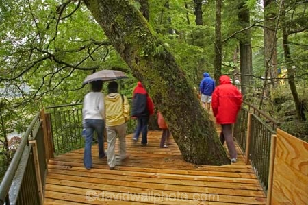 bad-weather;beautiful;beauty;Beech-Forest;boardwalks;boradwalk;bush;endemic;fiordland;Fiordland-N.P;fiordland-national-park;Fiordland-NP;footpath;footpaths;forest;forests;green;holiday;holidaying;Holidays;milford-road;Mirror-Lakes;n.z.;national-park;National-parks;native;native-bush;natives;natural;nature;new-zealand;Nothofagus;nz;path;paths;rain;rain-coat;rain-coats;rain-forest;rain-forests;rain_coat;rain_coats;rain_forest;rain_forests;raincoat;raincoats;rainforest;rainforests;raining;rainy;S.I.;scene;scenic;SI;South-Island;South-West-New-Zealand-World-Her;southern-beeches;Southland;te-wahipounamu;te-wahipounamu-south_west-new;tourism;tourist;tourists;travel;traveler;traveling;traveller;travelling;tree;tree-trunk;tree-trunks;trees;trunk;trunks;umbrella;umbrellas;Vacation;Vacationers;vacationing;Vacations;walkway;walkways;wood;woods;world-heirtage-site;world-heritage-area