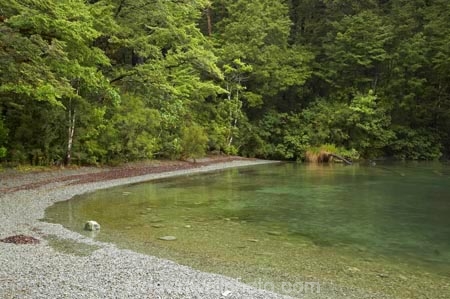 beautiful;beauty;Beech-Forest;bush;endemic;fiordland;Fiordland-N.P;fiordland-national-park;Fiordland-NP;forest;forests;green;lake;lake-gunn;lakes;lush-verdant;milford-road;n.z.;national-park;National-parks;native;native-bush;natives;natural;nature;new-zealand;Nothofagus;nz;rain-forest;rain-forests;rain_forest;rain_forests;rainforest;rainforests;S.I.;scene;scenic;SI;South-Island;South-West-New-Zealand-World-Her;southern-beeches;Southland;te-wahipounamu;te-wahipounamu-south_west-new;tree;trees;wood;woods;world-heirtage-site;world-heritage-area