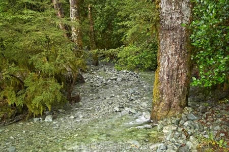 beautiful;beauty;Beech-Forest;brook;brooks;bush;clean;clear;creek;creeks;endemic;fern;ferns;fiordland;Fiordland-N.P;fiordland-national-park;Fiordland-NP;flora;flow;forest;forestry;forests;green;lush;milford-road;n.z.;national-park;National-parks;native;native-bush;natives;natural;nature;new-zealand;Nothofagus;nz;outdoor;outdoors;pure;rain-forest;rain-forests;rain_forest;rain_forests;rainforest;rainforests;S.I.;scene;scenic;SI;South-Island;South-West-New-Zealand-World-Her;southern-beeches;Southland;stream;streams;te-wahipounamu;te-wahipounamu-south_west-new;tree;tree-trunk;tree-trunks;trees;trunk;trunks;undergrowth;water;watercourse;wet;wood;woods;world-heirtage-site;world-heritage-area