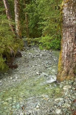 beautiful;beauty;Beech-Forest;brook;brooks;bush;clean;clear;creek;creeks;endemic;fern;ferns;fiordland;Fiordland-N.P;fiordland-national-park;Fiordland-NP;flora;flow;forest;forestry;forests;green;lush;milford-road;n.z.;national-park;National-parks;native;native-bush;natives;natural;nature;new-zealand;Nothofagus;nz;outdoor;outdoors;pure;rain-forest;rain-forests;rain_forest;rain_forests;rainforest;rainforests;S.I.;scene;scenic;SI;South-Island;South-West-New-Zealand-World-Her;southern-beeches;Southland;stream;streams;te-wahipounamu;te-wahipounamu-south_west-new;tree;tree-trunk;tree-trunks;trees;trunk;trunks;undergrowth;water;watercourse;wet;wood;woods;world-heirtage-site;world-heritage-area