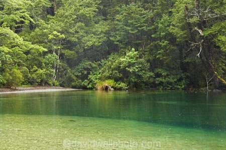 bad-weather;beautiful;beauty;Beech-Forest;bush;endemic;fiordland;Fiordland-N.P;fiordland-national-park;Fiordland-NP;forest;forests;green;lake;lake-gunn;lakes;lush-verdant;milford-road;n.z.;national-park;National-parks;native;native-bush;natives;natural;nature;new-zealand;Nothofagus;nz;rain;rain-forest;rain-forests;rain_forest;rain_forests;rainforest;rainforests;raining;rainy;S.I.;scene;scenic;SI;South-Island;South-West-New-Zealand-World-Her;southern-beeches;Southland;te-wahipounamu;te-wahipounamu-south_west-new;tree;trees;wood;woods;world-heirtage-site;world-heritage-area