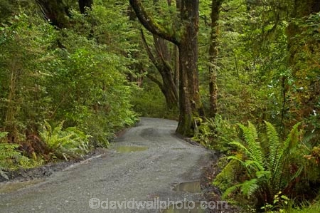 beautiful;beauty;Beech-Forest;bush;endemic;fiordland;Fiordland-N.P;fiordland-national-park;Fiordland-NP;forest;forests;gravel-road;gravel-roads;green;lake-gunn;metal-road;metal-roads;metalled-road;metalled-roads;milford-road;n.z.;national-park;National-parks;native;native-bush;natives;natural;nature;new-zealand;Nothofagus;nz;rain-forest;rain-forests;rain_forest;rain_forests;rainforest;rainforests;road;roads;S.I.;scene;scenic;SI;South-Island;South-West-New-Zealand-World-Her;southern-beeches;Southland;te-wahipounamu;te-wahipounamu-south_west-new;track;tracks;tree;tree-trunk;tree-trunks;trees;trunk;trunks;wood;woods;world-heirtage-site;world-heritage-area