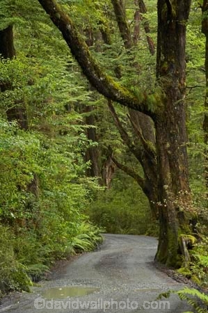 beautiful;beauty;Beech-Forest;bush;endemic;fiordland;Fiordland-N.P;fiordland-national-park;Fiordland-NP;forest;forests;gravel-road;gravel-roads;green;lake-gunn;metal-road;metal-roads;metalled-road;metalled-roads;milford-road;n.z.;national-park;National-parks;native;native-bush;natives;natural;nature;new-zealand;Nothofagus;nz;rain-forest;rain-forests;rain_forest;rain_forests;rainforest;rainforests;road;roads;S.I.;scene;scenic;SI;South-Island;South-West-New-Zealand-World-Her;southern-beeches;Southland;te-wahipounamu;te-wahipounamu-south_west-new;track;tracks;tree;tree-trunk;tree-trunks;trees;trunk;trunks;wood;woods;world-heirtage-site;world-heritage-area