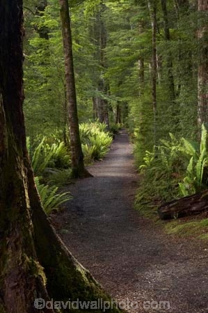 beautiful;beauty;Beech-Forest;Blechnum-discolor;bush;Crown-Fern;endemic;fern;ferns;fiordland;Fiordland-N.P;fiordland-national-park;Fiordland-NP;forest;forests;frond;fronds;great-walks;green;high;hiking;hiking-track;hiking-tracks;Kepler-Track;n.z.;national-park;National-parks;native;native-bush;natives;natural;nature;new-zealand;Nothofagus;nz;Puipui;rain-forest;rain-forests;rain_forest;rain_forests;rainforest;rainforests;S.I.;scene;scenic;SI;South-Island;South-West-New-Zealand-World-Her;southern-beeches;Southland;te-wahipounamu;te-wahipounamu-south_west-new;track;tracks;tramping;tramping-track;tree;trees;trek;treking;trekking;walking;walking-track;walking-tracks;wood;woods;world-heirtage-site;world-heritage-area