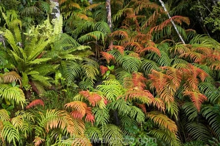 Blechnum-novae-zelandiae;Blechnum-novae_zelandiae;branch;branches;fern;ferns;fiordland;Fiordland-N.P;fiordland-national-park;forest;forestry;forests;frond;fronds;green;Kiokio;leaf;leaves;lush;Manapouri;n.z.;national-park;National-parks;native-bush;new-zealand;nz;orange;red;S.I.;SI;South-Island;South-West-New-Zealand-World-Her;Southland;te-wahipounamu;te-wahipounamu-south_west-new;world-heirtage-site;world-heritage-area