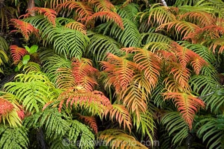 Blechnum-novae-zelandiae;Blechnum-novae_zelandiae;branch;branches;fern;ferns;fiordland;Fiordland-N.P;fiordland-national-park;forest;forestry;forests;frond;fronds;green;Kiokio;leaf;leaves;lush;Manapouri;n.z.;national-park;National-parks;native-bush;new-zealand;nz;orange;red;S.I.;SI;South-Island;South-West-New-Zealand-World-Her;Southland;te-wahipounamu;te-wahipounamu-south_west-new;world-heirtage-site;world-heritage-area