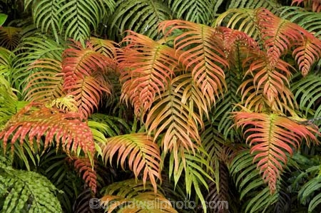 Blechnum-novae-zelandiae;Blechnum-novae_zelandiae;branch;branches;fern;ferns;fiordland;Fiordland-N.P;fiordland-national-park;forest;forestry;forests;frond;fronds;green;Kiokio;leaf;leaves;lush;Manapouri;n.z.;national-park;National-parks;native-bush;new-zealand;nz;orange;red;S.I.;SI;South-Island;South-West-New-Zealand-World-Her;Southland;te-wahipounamu;te-wahipounamu-south_west-new;world-heirtage-site;world-heritage-area