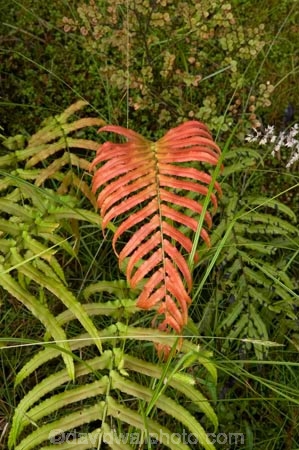 Blechnum-novae-zelandiae;Blechnum-novae_zelandiae;branch;branches;fern;ferns;fiordland;Fiordland-N.P;fiordland-national-park;forest;forestry;forests;frond;fronds;green;Kiokio;leaf;leaves;lush;Manapouri;n.z.;national-park;National-parks;native-bush;new-zealand;nz;orange;red;S.I.;SI;South-Island;South-West-New-Zealand-World-Her;Southland;te-wahipounamu;te-wahipounamu-south_west-new;world-heirtage-site;world-heritage-area