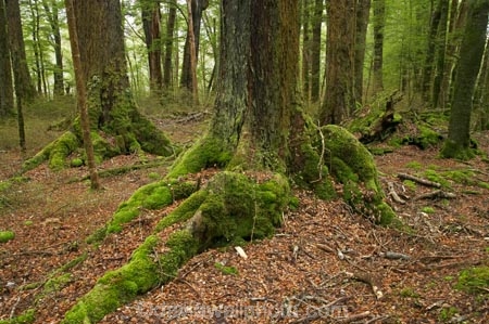 beautiful;beauty;Beech-Forest;bush;Eglinton-Valley;endemic;fiordland;Fiordland-N.P;fiordland-national-park;Fiordland-NP;forest;forests;glade;green;island;lush;milford-road;moss;mosses;N.Z.;national-park;National-parks;native;native-bush;native-forest;natives;natural;nature;new;new-zealand;Nothofagus;nz;o8l9706;rain-forest;rain-forests;rain_forest;rain_forests;rainforest;rainforests;S.I.;scene;scenic;SI;south;South-Is.;South-Island;South-West-New-Zealand-World-Heitage-Area;south-west-new-zealand-world-her;southern-beeches;Southland;te-wahipounamu;te-wahipounamu-south_west-new;te-wahipounamu-south_west-new-zealand;timber;tree;tree-trunk;tree-trunks;trees;trunk;trunks;verdant;wood;woods;World-Heritage-Area;world-heritage-site;zealand