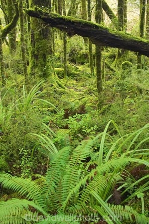 beautiful;beauty;Beech-Forest;bush;endemic;fern;ferns;fiordland;Fiordland-N.P;fiordland-national-park;Fiordland-NP;forest;forests;frond;fronds;glade;green;island;kb1a5124;kb1a5127;lush;milford-road;moss;mosses;N.Z.;national-park;National-parks;native;native-bush;native-forest;natives;natural;nature;new;new-zealand;Nothofagus;nz;rain-forest;rain-forests;rain_forest;rain_forests;rainforest;rainforests;S.I.;scene;scenic;SI;south;South-Is.;South-Island;South-West-New-Zealand-World-Her;southern-beeches;Southland;te-wahipounamu;te-wahipounamu-south_west-new;timber;tree;tree-trunk;tree-trunks;trees;trunk;trunks;verdant;wood;woods;world-heirtage-site;World-Heritage-Area;World-Heritage-Site;zealand
