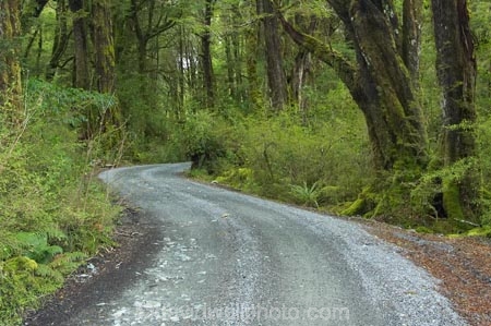 beautiful;beauty;Beech-Forest;bush;endemic;fiordland;Fiordland-N.P;fiordland-national-park;Fiordland-NP;forest;forests;gravel-road;gravel-roads;green;island;kb1a5136;lake-gunn;metal-road;metal-roads;metalled-road;metalled-roads;milford-road;N.Z.;national-park;National-parks;native;native-bush;native-forest;natives;natural;nature;new;new-zealand;Nothofagus;NZ;rain-forest;rain-forests;rain_forest;rain_forests;rainforest;rainforests;road;roads;S.I.;scene;scenic;SI;south;South-Is.;South-Island;south-west-new-zealand-world-her;southern-beeches;Southland;te-wahipounamu;te-wahipounamu-south_west-new;track;tracks;tree;tree-trunk;tree-trunks;trees;trunk;trunks;wood;woods;world-heirtage-site;World-Heritage-Area;World-Heritage-Site;zealand