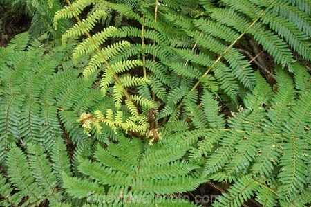 bush;cyathea;fern;ferns;fiordland;Fiordland-N.P;Fiordland-National-Park;Fiordland-NP;forest;frond;fronds;green;island;kb1a5363;N.Z.;national-park;National-parks;native-bush;native-forest;new;new-zealand;NZ;pattern;patterns;plant;plants;ponga;pongas;punga;pungas;S.I.;SI;south;South-Is.;South-Island;south-west-new-zealand-world-her;Southland;te-wahipounamu;te-wahipounamu-south_west-new;tree-fern;tree-ferns;World-Heritage-Area;World-Heritage-Site;zealand