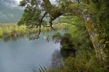bad-weather;beautiful;beauty;Beech-Forest;bush;endemic;fiordland;Fiordland-N.P;fiordland-national-park;Fiordland-NP;forest;forests;green;milford-road;Mirror-Lakes;n.z.;national-park;National-parks;native;native-bush;natives;natural;nature;new-zealand;Nothofagus;nz;rain;rain-forest;rain-forests;rain_forest;rain_forests;rainforest;rainforests;raining;rainy;S.I.;scene;scenic;SI;South-Island;South-West-New-Zealand-World-Her;southern-beeches;Southland;te-wahipounamu;te-wahipounamu-south_west-new;tree;tree-trunk;tree-trunks;trees;trunk;trunks;wood;woods;world-heirtage-site;world-heritage-area