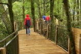 bad-weather;beautiful;beauty;Beech-Forest;boardwalks;boradwalk;bush;endemic;fiordland;Fiordland-N.P;fiordland-national-park;Fiordland-NP;footpath;footpaths;forest;forests;green;holiday;holidaying;Holidays;milford-road;Mirror-Lakes;n.z.;national-park;National-parks;native;native-bush;natives;natural;nature;new-zealand;Nothofagus;nz;path;paths;rain;rain-coat;rain-coats;rain-forest;rain-forests;rain_coat;rain_coats;rain_forest;rain_forests;raincoat;raincoats;rainforest;rainforests;raining;rainy;S.I.;scene;scenic;SI;South-Island;South-West-New-Zealand-World-Her;southern-beeches;Southland;te-wahipounamu;te-wahipounamu-south_west-new;tourism;tourist;tourists;travel;traveler;traveling;traveller;travelling;tree;tree-trunk;tree-trunks;trees;trunk;trunks;Vacation;Vacationers;vacationing;Vacations;walkway;walkways;wood;woods;world-heirtage-site;world-heritage-area