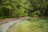 beautiful;beauty;Beech-Forest;bush;endemic;fiordland;Fiordland-N.P;fiordland-national-park;Fiordland-NP;forest;forests;green;lake;lake-gunn;lakes;lush-verdant;milford-road;n.z.;national-park;National-parks;native;native-bush;natives;natural;nature;new-zealand;Nothofagus;nz;rain-forest;rain-forests;rain_forest;rain_forests;rainforest;rainforests;S.I.;scene;scenic;SI;South-Island;South-West-New-Zealand-World-Her;southern-beeches;Southland;te-wahipounamu;te-wahipounamu-south_west-new;tree;trees;wood;woods;world-heirtage-site;world-heritage-area