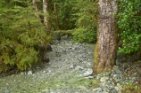 beautiful;beauty;Beech-Forest;brook;brooks;bush;clean;clear;creek;creeks;endemic;fern;ferns;fiordland;Fiordland-N.P;fiordland-national-park;Fiordland-NP;flora;flow;forest;forestry;forests;green;lush;milford-road;n.z.;national-park;National-parks;native;native-bush;natives;natural;nature;new-zealand;Nothofagus;nz;outdoor;outdoors;pure;rain-forest;rain-forests;rain_forest;rain_forests;rainforest;rainforests;S.I.;scene;scenic;SI;South-Island;South-West-New-Zealand-World-Her;southern-beeches;Southland;stream;streams;te-wahipounamu;te-wahipounamu-south_west-new;tree;tree-trunk;tree-trunks;trees;trunk;trunks;undergrowth;water;watercourse;wet;wood;woods;world-heirtage-site;world-heritage-area