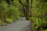 beautiful;beauty;Beech-Forest;bush;endemic;fiordland;Fiordland-N.P;fiordland-national-park;Fiordland-NP;forest;forests;gravel-road;gravel-roads;green;lake-gunn;metal-road;metal-roads;metalled-road;metalled-roads;milford-road;n.z.;national-park;National-parks;native;native-bush;natives;natural;nature;new-zealand;Nothofagus;nz;rain-forest;rain-forests;rain_forest;rain_forests;rainforest;rainforests;road;roads;S.I.;scene;scenic;SI;South-Island;South-West-New-Zealand-World-Her;southern-beeches;Southland;te-wahipounamu;te-wahipounamu-south_west-new;track;tracks;tree;tree-trunk;tree-trunks;trees;trunk;trunks;wood;woods;world-heirtage-site;world-heritage-area