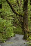beautiful;beauty;Beech-Forest;bush;endemic;fiordland;Fiordland-N.P;fiordland-national-park;Fiordland-NP;forest;forests;gravel-road;gravel-roads;green;lake-gunn;metal-road;metal-roads;metalled-road;metalled-roads;milford-road;n.z.;national-park;National-parks;native;native-bush;natives;natural;nature;new-zealand;Nothofagus;nz;rain-forest;rain-forests;rain_forest;rain_forests;rainforest;rainforests;road;roads;S.I.;scene;scenic;SI;South-Island;South-West-New-Zealand-World-Her;southern-beeches;Southland;te-wahipounamu;te-wahipounamu-south_west-new;track;tracks;tree;tree-trunk;tree-trunks;trees;trunk;trunks;wood;woods;world-heirtage-site;world-heritage-area