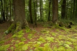 beautiful;beauty;Beech-Forest;bush;endemic;fiordland;Fiordland-N.P;fiordland-national-park;Fiordland-NP;forest;forests;glade;green;lush;milford-road;moss;mosses;n.z.;national-park;National-parks;native;native-bush;natives;natural;nature;new-zealand;Nothofagus;nz;rain-forest;rain-forests;rain_forest;rain_forests;rainforest;rainforests;S.I.;scene;scenic;SI;South-Island;South-West-New-Zealand-World-Her;southern-beeches;Southland;te-wahipounamu;te-wahipounamu-south_west-new;timber;tree;tree-trunk;tree-trunks;trees;trunk;trunks;verdant;wood;woods;world-heirtage-site;world-heritage-area