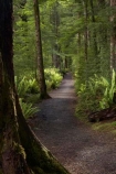 beautiful;beauty;Beech-Forest;Blechnum-discolor;bush;Crown-Fern;endemic;fern;ferns;fiordland;Fiordland-N.P;fiordland-national-park;Fiordland-NP;forest;forests;frond;fronds;great-walks;green;high;hiking;hiking-track;hiking-tracks;Kepler-Track;n.z.;national-park;National-parks;native;native-bush;natives;natural;nature;new-zealand;Nothofagus;nz;Puipui;rain-forest;rain-forests;rain_forest;rain_forests;rainforest;rainforests;S.I.;scene;scenic;SI;South-Island;South-West-New-Zealand-World-Her;southern-beeches;Southland;te-wahipounamu;te-wahipounamu-south_west-new;track;tracks;tramping;tramping-track;tree;trees;trek;treking;trekking;walking;walking-track;walking-tracks;wood;woods;world-heirtage-site;world-heritage-area