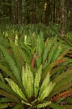 beautiful;beauty;Beech-Forest;Blechnum-discolor;bush;Crown-Fern;endemic;fern;ferns;fiordland;Fiordland-N.P;fiordland-national-park;Fiordland-NP;forest;forests;frond;fronds;great-walks;green;high;hiking;hiking-track;hiking-tracks;Kepler-Track;n.z.;national-park;National-parks;native;native-bush;natives;natural;nature;new-zealand;Nothofagus;nz;Puipui;rain-forest;rain-forests;rain_forest;rain_forests;rainforest;rainforests;S.I.;scene;scenic;SI;South-Island;South-West-New-Zealand-World-Her;southern-beeches;Southland;te-wahipounamu;te-wahipounamu-south_west-new;track;tracks;tramping;tramping-track;tree;trees;trek;treking;trekking;walking;walking-track;walking-tracks;wood;woods;world-heirtage-site;world-heritage-area