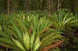 beautiful;beauty;Beech-Forest;Blechnum-discolor;bush;Crown-Fern;endemic;fern;ferns;fiordland;Fiordland-N.P;fiordland-national-park;Fiordland-NP;forest;forests;frond;fronds;great-walks;green;high;hiking;hiking-track;hiking-tracks;Kepler-Track;n.z.;national-park;National-parks;native;native-bush;natives;natural;nature;new-zealand;Nothofagus;nz;Puipui;rain-forest;rain-forests;rain_forest;rain_forests;rainforest;rainforests;S.I.;scene;scenic;SI;South-Island;South-West-New-Zealand-World-Her;southern-beeches;Southland;te-wahipounamu;te-wahipounamu-south_west-new;track;tracks;tramping;tramping-track;tree;trees;trek;treking;trekking;walking;walking-track;walking-tracks;wood;woods;world-heirtage-site;world-heritage-area