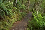 beautiful;beauty;Beech-Forest;bush;endemic;fiordland;Fiordland-N.P;fiordland-national-park;Fiordland-NP;forest;forests;great-walks;green;high;hiking;hiking-track;hiking-tracks;Kepler-Track;n.z.;national-park;National-parks;native;native-bush;natives;natural;nature;new-zealand;Nothofagus;nz;rain-forest;rain-forests;rain_forest;rain_forests;rainforest;rainforests;S.I.;scene;scenic;SI;South-Island;South-West-New-Zealand-World-Her;southern-beeches;Southland;te-wahipounamu;te-wahipounamu-south_west-new;track;tracks;tramping;tramping-track;tree;trees;trek;treking;trekking;walking;walking-track;walking-tracks;wood;woods;world-heirtage-site;world-heritage-area