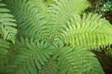 100;9423;bush;cyathea;fern;ferns;fiordland;Fiordland-N.P;Fiordland-National-Park;Fiordland-NP;forest;frond;fronds;green;island;N.Z.;national-park;National-parks;native-bush;native-forest;new;new-zealand;NZ;pattern;patterns;plant;plants;ponga;pongas;punga;pungas;S.I.;SI;south;South-Is.;South-Island;south-west-new-zealand-world-her;Southland;te-wahipounamu;te-wahipounamu-south_west-new;tree-fern;tree-ferns;World-Heritage-Area;World-Heritage-Site;zealand