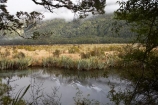 calm;Eglinton-Valley;fiordland;Fiordland-N.P;Fiordland-National-Park;Fiordland-NP;flax;island;lake;lakes;Milford-Road;Mirror-Lakes;N.Z.;national-park;National-parks;new;new-zealand;NZ;o8l9681;placid;pond;ponds;Quiet;reflection;reflections;S.I.;serene;SI;smooth;south;South-Is.;South-Island;south-west-new-zealand-world-her;Southland;still;te-wahipounamu;te-wahipounamu-south_west-new;tranquil;water;World-Heritage-Area;World-Heritage-Site;zealand