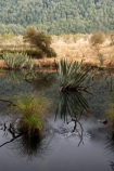 calm;Eglinton-Valley;fiordland;Fiordland-N.P;Fiordland-National-Park;Fiordland-NP;flax;island;lake;lakes;Milford-Road;Mirror-Lakes;N.Z.;national-park;National-parks;new;new-zealand;NZ;o8l9684;placid;pond;ponds;Quiet;reflection;reflections;S.I.;serene;SI;smooth;south;South-Is.;South-Island;south-west-new-zealand-world-her;Southland;still;te-wahipounamu;te-wahipounamu-south_west-new;tranquil;water;World-Heritage-Area;World-Heritage-Site;zealand