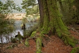 beautiful;beauty;Beech-Forest;bush;Eglinton-Valley;endemic;fiordland;Fiordland-N.P;fiordland-national-park;Fiordland-NP;forest;forests;glade;green;island;lush;milford-road;Mirror-Lakes;moss;mosses;N.Z.;national-park;National-parks;native;native-bush;native-forest;natives;natural;nature;new;new-zealand;Nothofagus;nz;o8l9693;rain-forest;rain-forests;rain_forest;rain_forests;rainforest;rainforests;S.I.;scene;scenic;SI;south;South-Is.;South-Island;South-West-New-Zealand-World-Her;southern-beeches;Southland;te-wahipounamu;te-wahipounamu-south_west-new;timber;tree;tree-trunk;tree-trunks;trees;trunk;trunks;verdant;wood;woods;world-heirtage-site;World-Heritage-Area;World-Heritage-Site;zealand