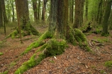 beautiful;beauty;Beech-Forest;bush;Eglinton-Valley;endemic;fiordland;Fiordland-N.P;fiordland-national-park;Fiordland-NP;forest;forests;glade;green;island;lush;milford-road;moss;mosses;N.Z.;national-park;National-parks;native;native-bush;native-forest;natives;natural;nature;new;new-zealand;Nothofagus;nz;o8l9706;rain-forest;rain-forests;rain_forest;rain_forests;rainforest;rainforests;S.I.;scene;scenic;SI;south;South-Is.;South-Island;South-West-New-Zealand-World-Heitage-Area;south-west-new-zealand-world-her;southern-beeches;Southland;te-wahipounamu;te-wahipounamu-south_west-new;te-wahipounamu-south_west-new-zealand;timber;tree;tree-trunk;tree-trunks;trees;trunk;trunks;verdant;wood;woods;World-Heritage-Area;world-heritage-site;zealand
